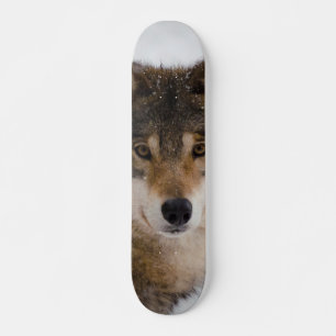 Skateboard Loup gris européen