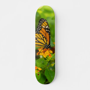 Skateboard Monarque Sur Lantana