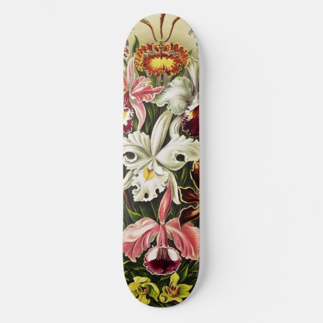 Skateboard Orchidées, Orchidée Denusblumen Ernst Haeckel (Recto)