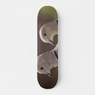 Skateboard Paire de pigeons planche à roulettes