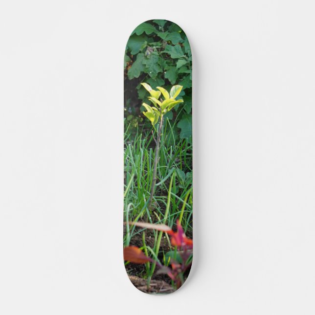 Skateboard Patinage (Devant)