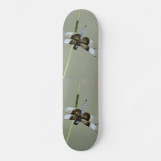 Skateboard Patinage de libellules