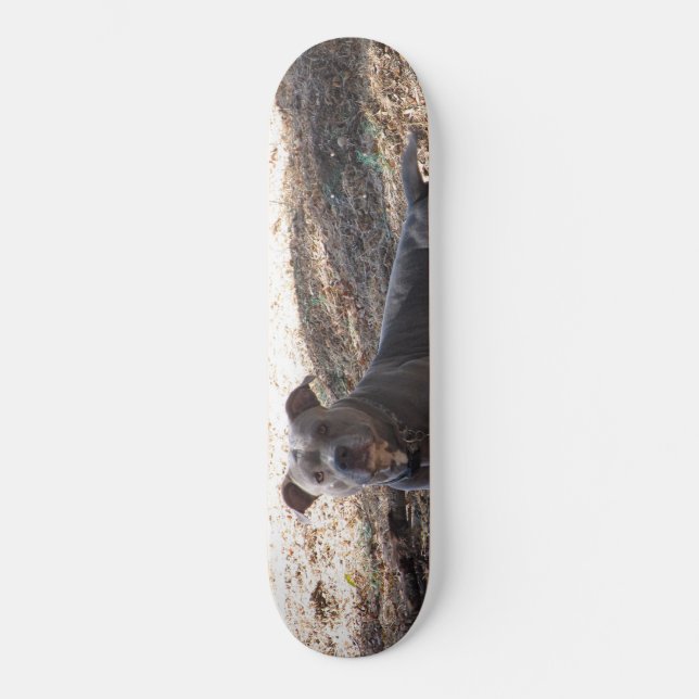 Skateboard Patinage Pitbull (Recto)