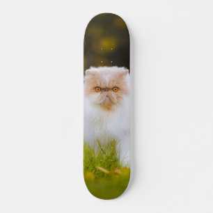 Skateboard Peludo cat Persian observing