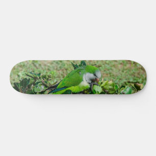 Skateboard Perroquet vert