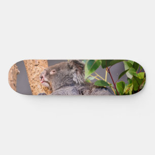 Skateboard Petit koala doux