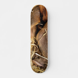 SKATEBOARD PIG