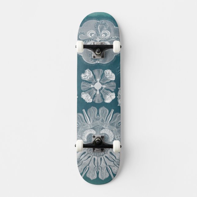 Skateboard Plan directeur de la vie marine IV (Recto)