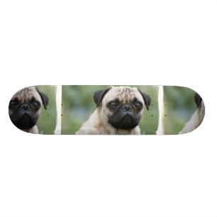 Skateboard Planche à roulettes de chiot de carlin