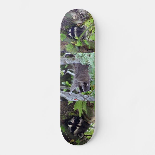 Skateboard Raton laveur (Recto)