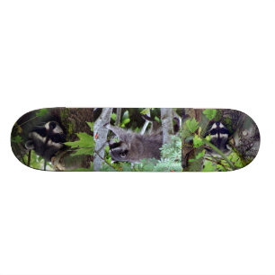 Skateboard Raton laveur