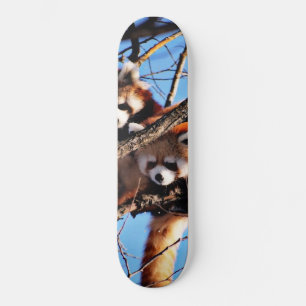 Skateboard red pandas