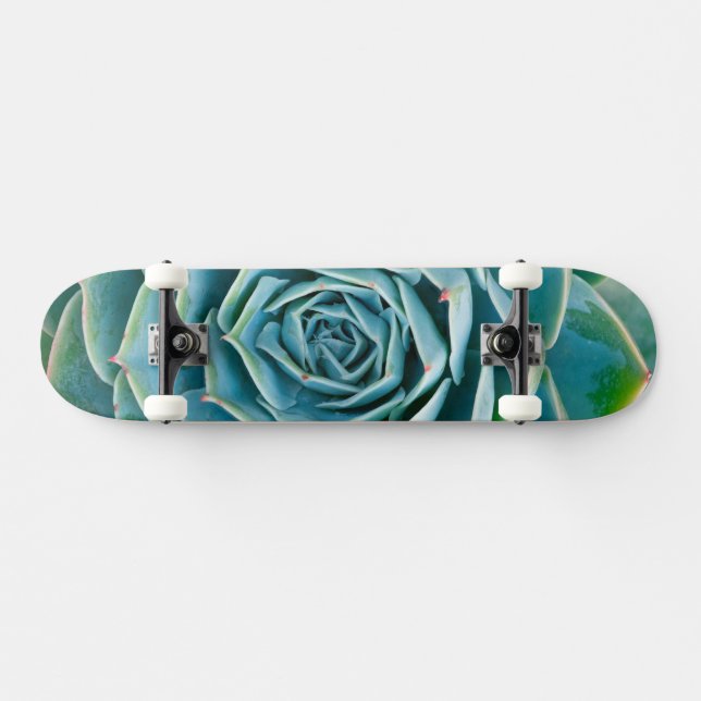 Skateboard Rosette d'Echeveria, Jardin Secret de Marrakech (Horz)