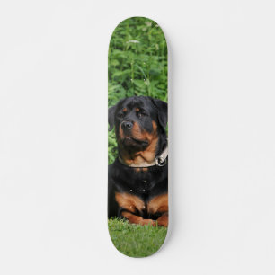 Skateboard Rottweiler Dog Watching In The Garden