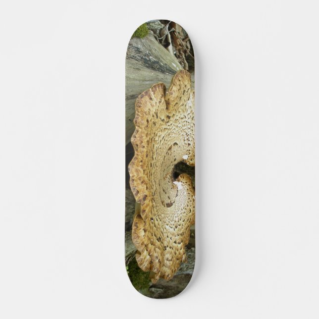 Skateboard Shelf Fungus on Tree Stump (Front)