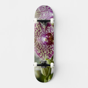 Skateboard Singapour (sanscrit pour la ville du lion). Nation