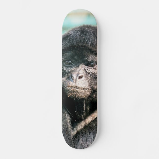 SKATEBOARD SINGES (Recto)