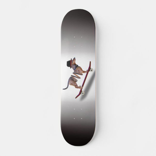 Skateboard Skateboardeur Dachshund Dog (Recto)
