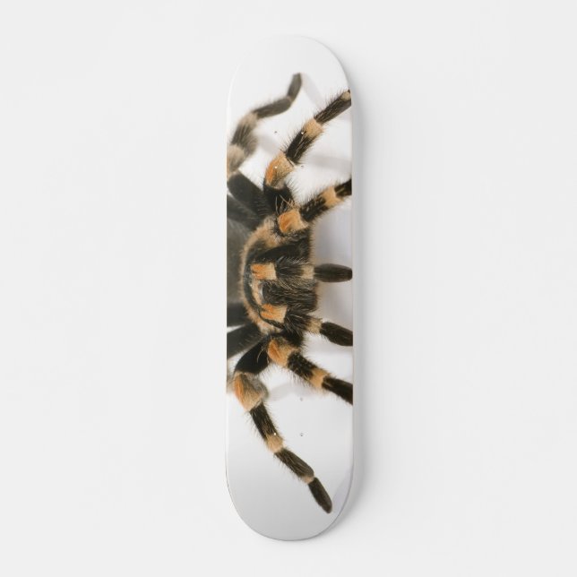 Skateboard Tarentule (Devant)