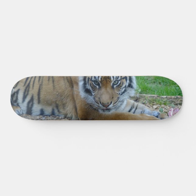 Skateboard Tiger Gaze (Horz)