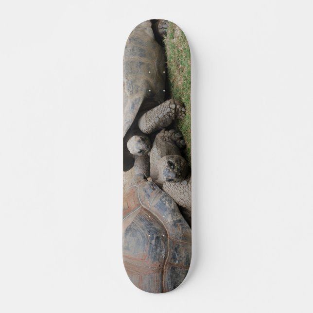 Skateboard tortues géantes (Devant)