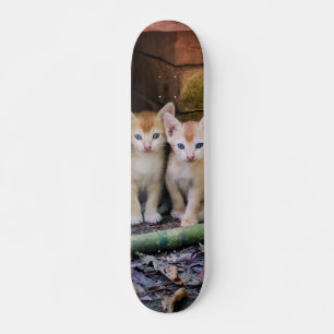 Skateboard Two Kitten Brothers Attentive