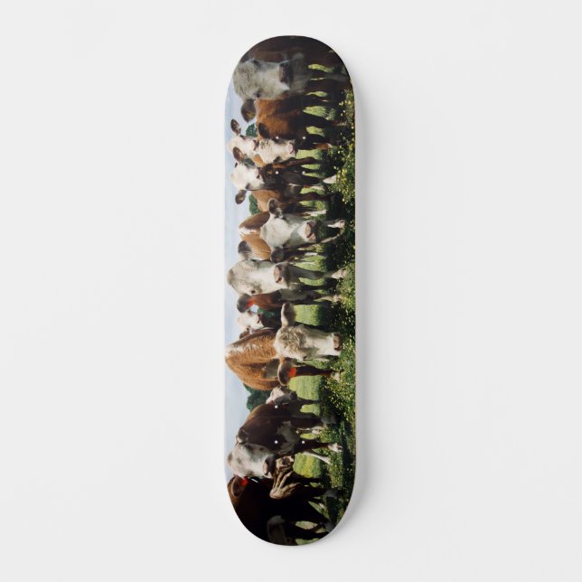 Skateboard Voir ici Cowabunga (Recto)