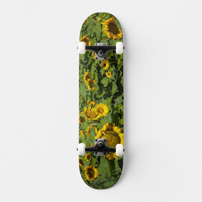 Skateboard WA, comté de Kittitas, terrain de tournesol (Recto)
