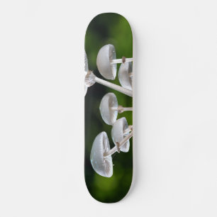 Skateboard White Oyster Autumn Mushrooms