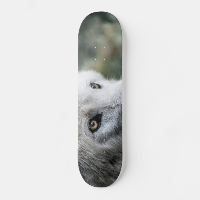 Skateboard Wolf Stare (Recto)
