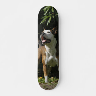 Skating Brown And White Pitbull Watching Skateboard
