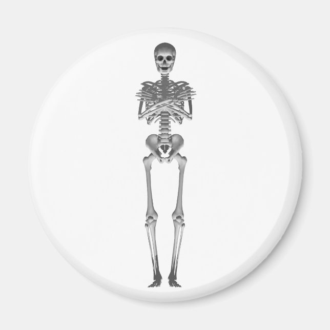 Skeleton 3d Model: Magnet (Front)