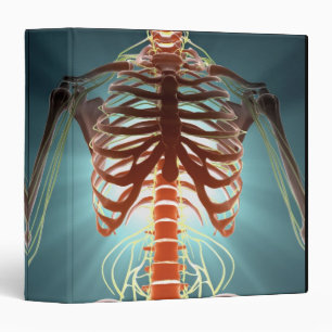 Skeleton and Nerves Binder