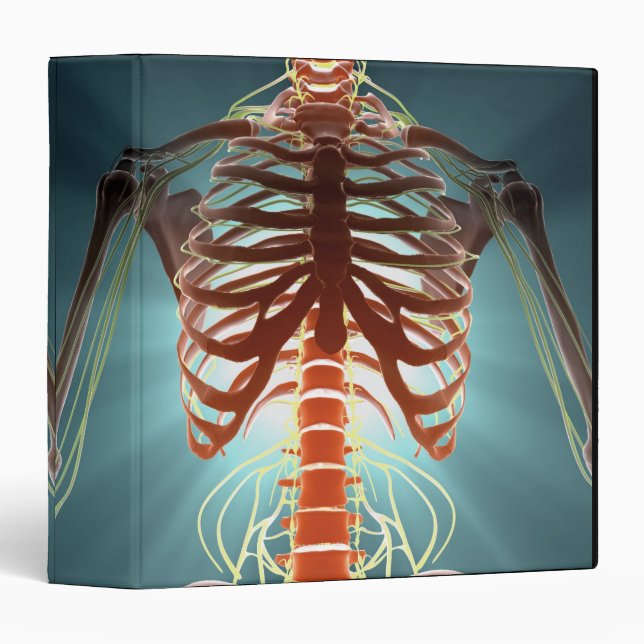 Skeleton and Nerves Binder (Front/Spine)