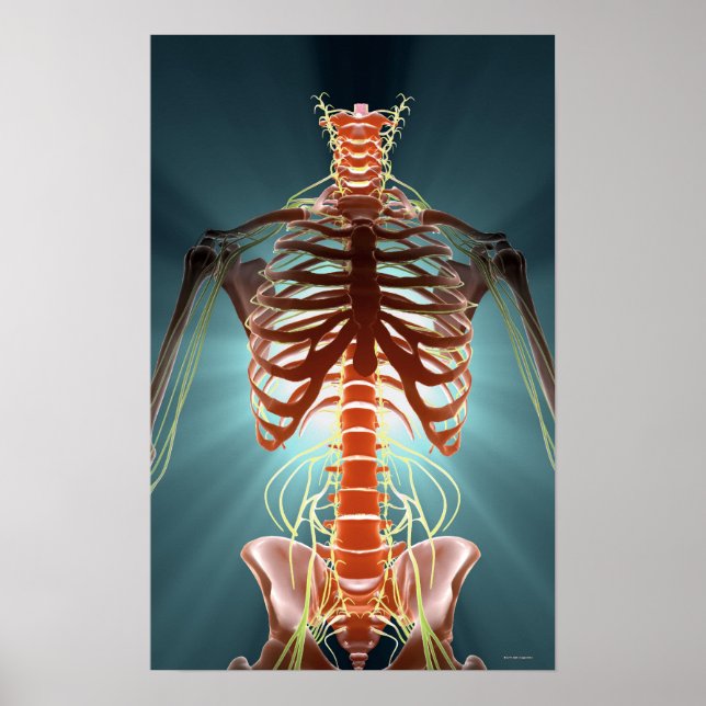 Skeleton and Nerves Poster (Front)