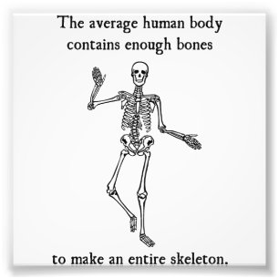 Skeleton Bones in the Average Human Body Photo Print