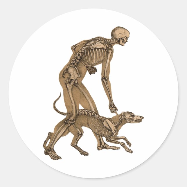 skeleton man and dog human animal anatomy art   classic round sticker (Front)