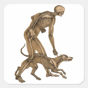 skeleton man and dog human animal anatomy art  square sticker