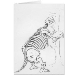 Skeleton of a Mylodon