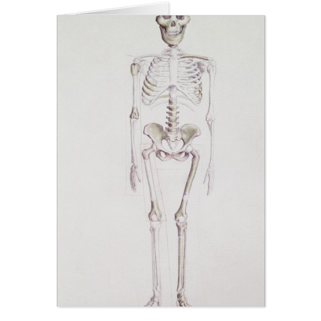 Skeleton of Australopithecus africanus (Front)