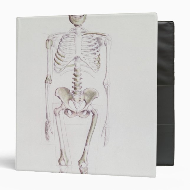 Skeleton of Australopithecus africanus Binder (Front/Inside)