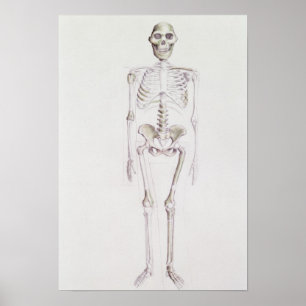 Skeleton of Australopithecus africanus Poster
