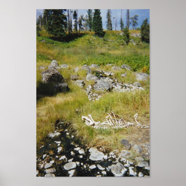 Skeleton of Elk Poster (Front)