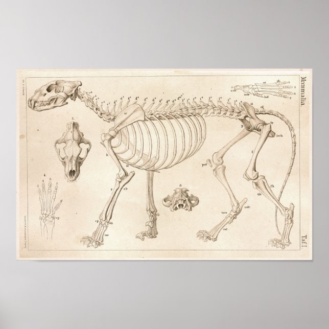 Skeleton of Lion Veterinary Anatomy Print (Front)