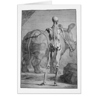 Skeleton & Rhino