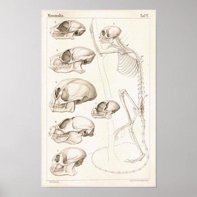 Skeleton Skulls Monkeys Veterinary Anatomy Print (Front)