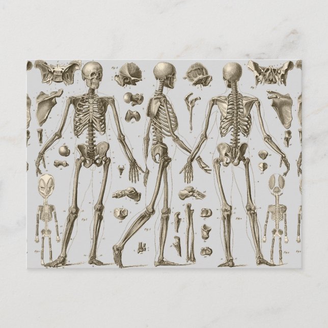 Skeletons from the Brockhaus & Efron Encyclopedia Postcard (Front)