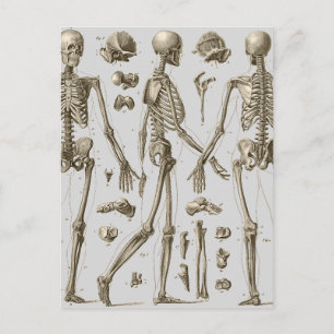 Skeletons from the Brockhaus & Efron Encyclopedia Postcard