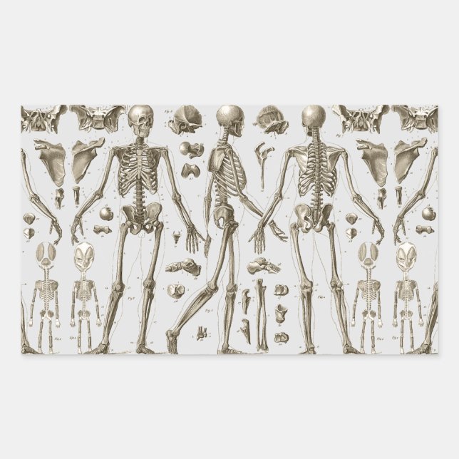 Skeletons from the Brockhaus & Efron Encyclopedia Sticker (Front)