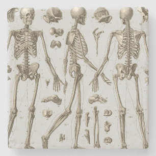 Skeletons from the Brockhaus & Efron Encyclopedic Stone Coaster